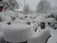 snow1.webp