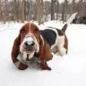 bassethound