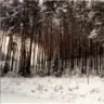 woodpoleman