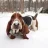 bassethound