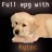 doglover